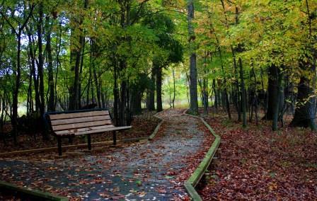 Fall Colors